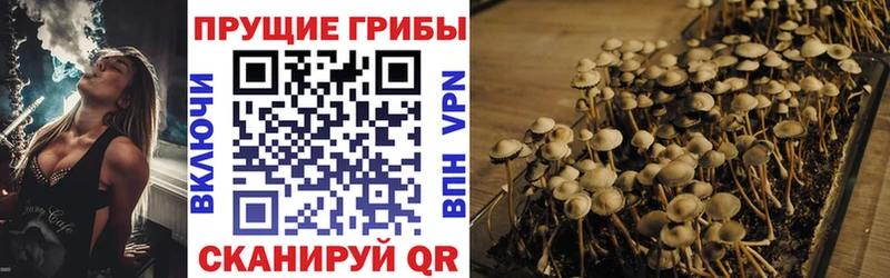 Купить  Красновишерск  Галлюциногенные грибы Psilocybe 